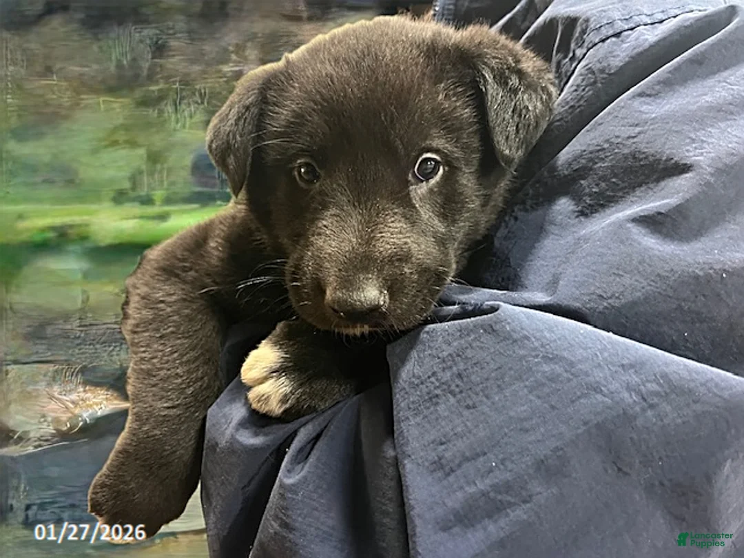 Mixed Breed dogs for sale: Kip  - Ad 2