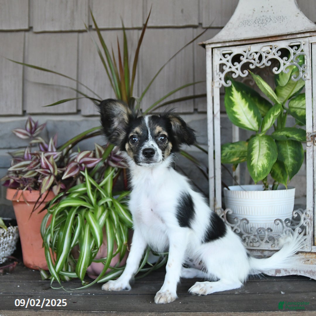 Papillon dogs for sale: Lilah - Ad 4