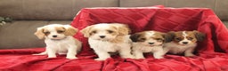 Cavachon dogs for sale: Ace  - Ad 4