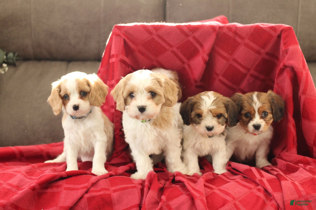 Cavachon dogs for sale: Ace  - Ad 4