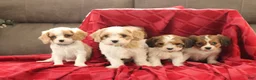 Cavachon dogs for sale: Ace  - Ad 4