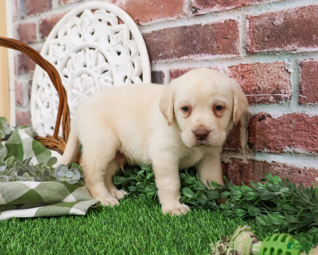 Labrador Retriever dogs for sale: Bellamy - Ad 5