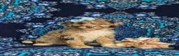 Mini Bernedoodle dogs for sale: Scarlett Hypoallergenic - Ad 3