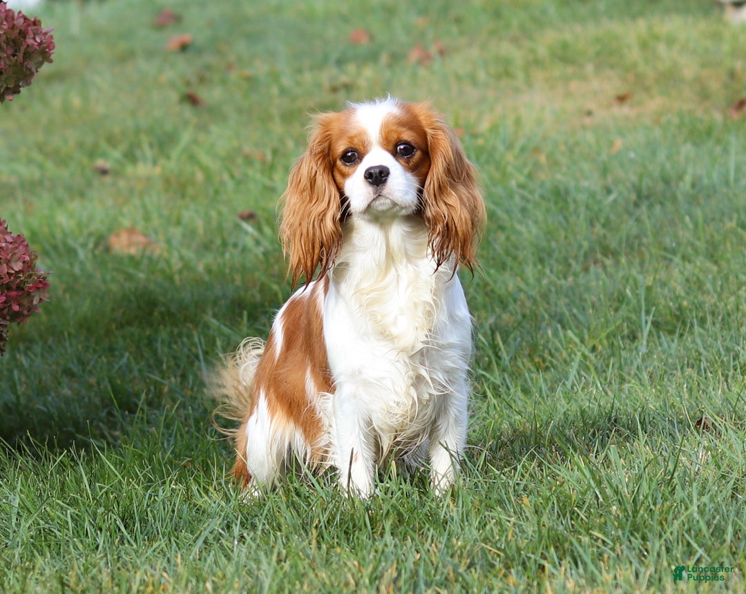 Cavapoo dogs for sale: Ollie - Ad 9