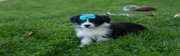 Corgipoo dogs for sale: NELSON - Ad 3