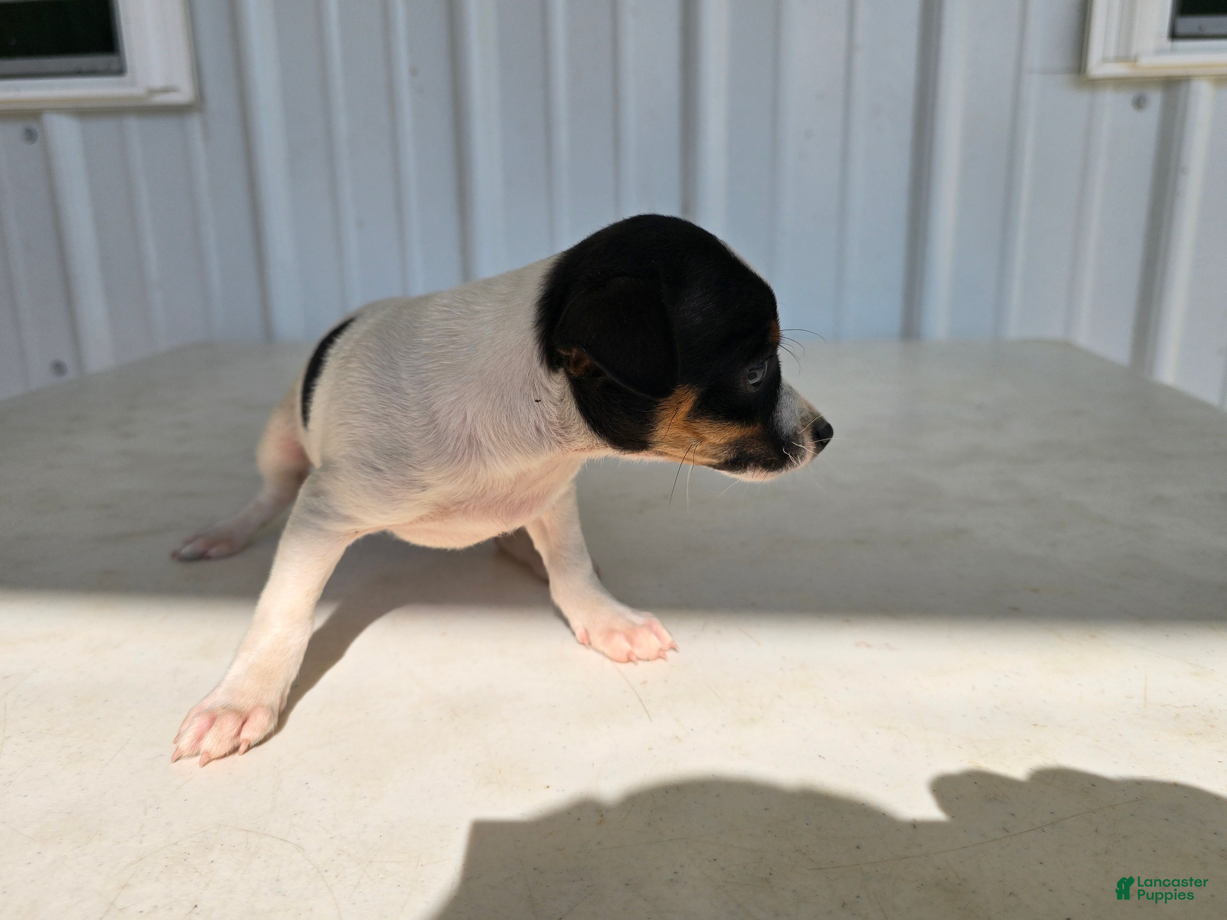 Chihuahua dogs Scrappy - Ad 2