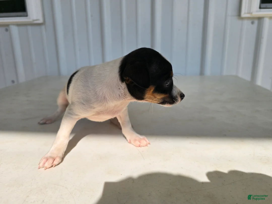 Chihuahua dogs for sale: Scrappy - Ad 2