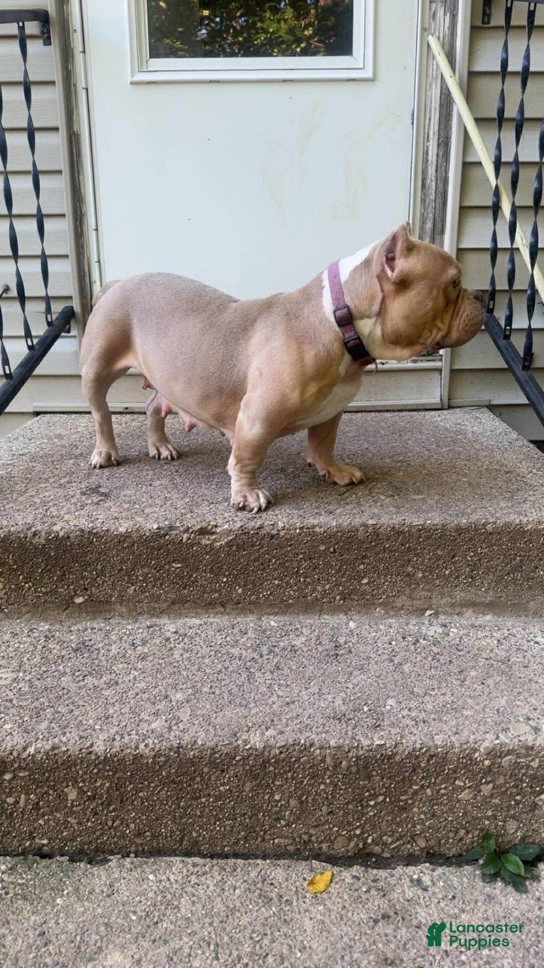 American Bully dogs for sale: American Bully Puppy 2 - Ad 2