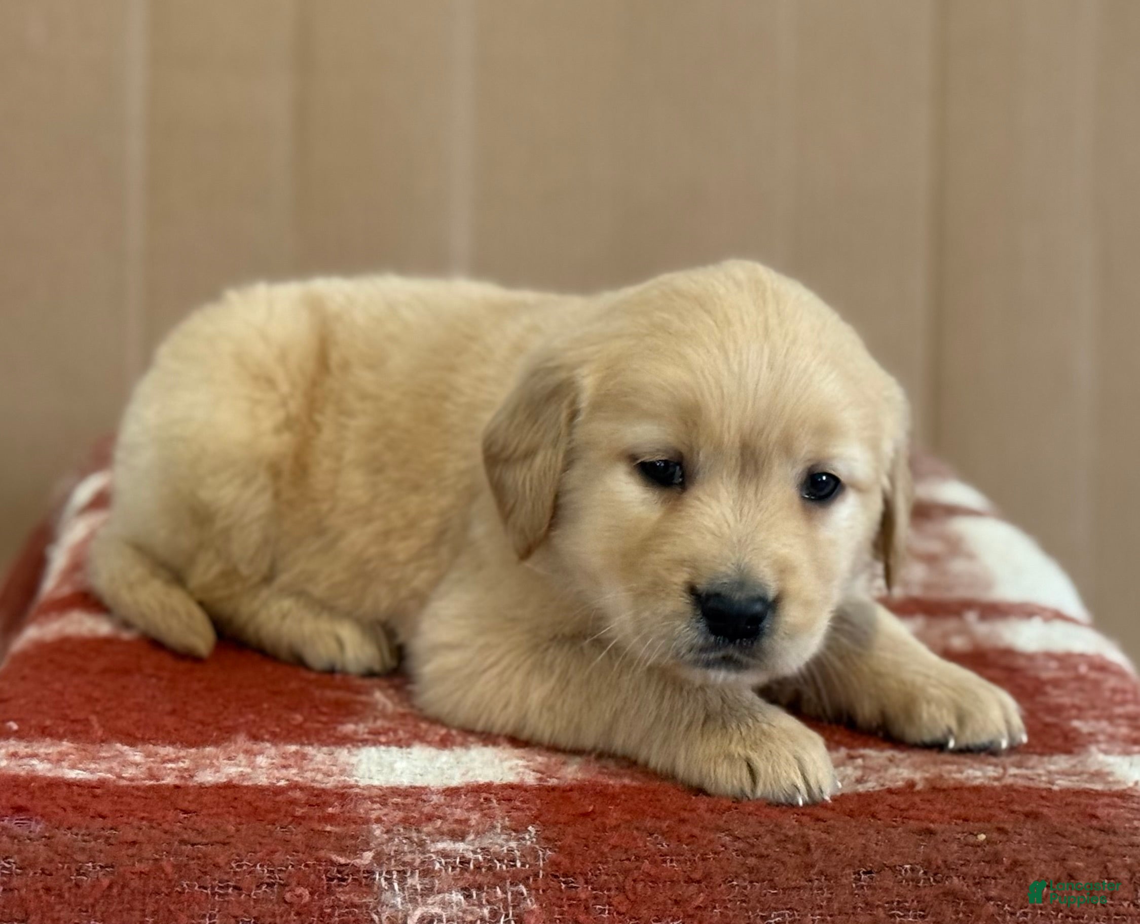 Golden Retriever dogs Tilly - Ad 2