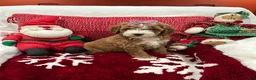 Mini Goldendoodle dogs for sale: Petite Tuxedo Mini Goldendoodle Junebug - Ad 4