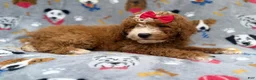 Mini Goldendoodle dogs for sale: Lucy - Ad 5