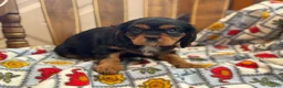 Cavalier King Charles Spaniel dogs for sale: Tiffany - Ad 3