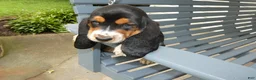 Basset Hound dogs for sale: Basset Hound 8 Magnolia - Ad 2