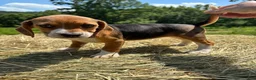 Beagle dogs for sale: Beagle 4 - Ad 7