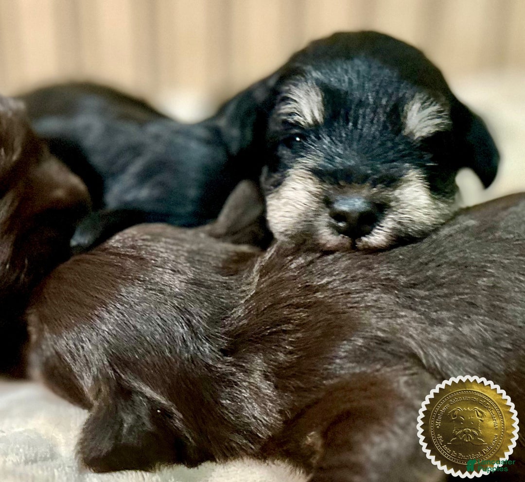 Miniature Schnauzer dogs for sale: ROSIE - Ad 16