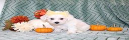 Bichon Frise dogs for sale: Mums - Ad 6