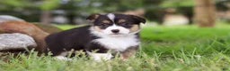 Welsh Corgi Pembroke dogs for sale: Bee - Ad 6