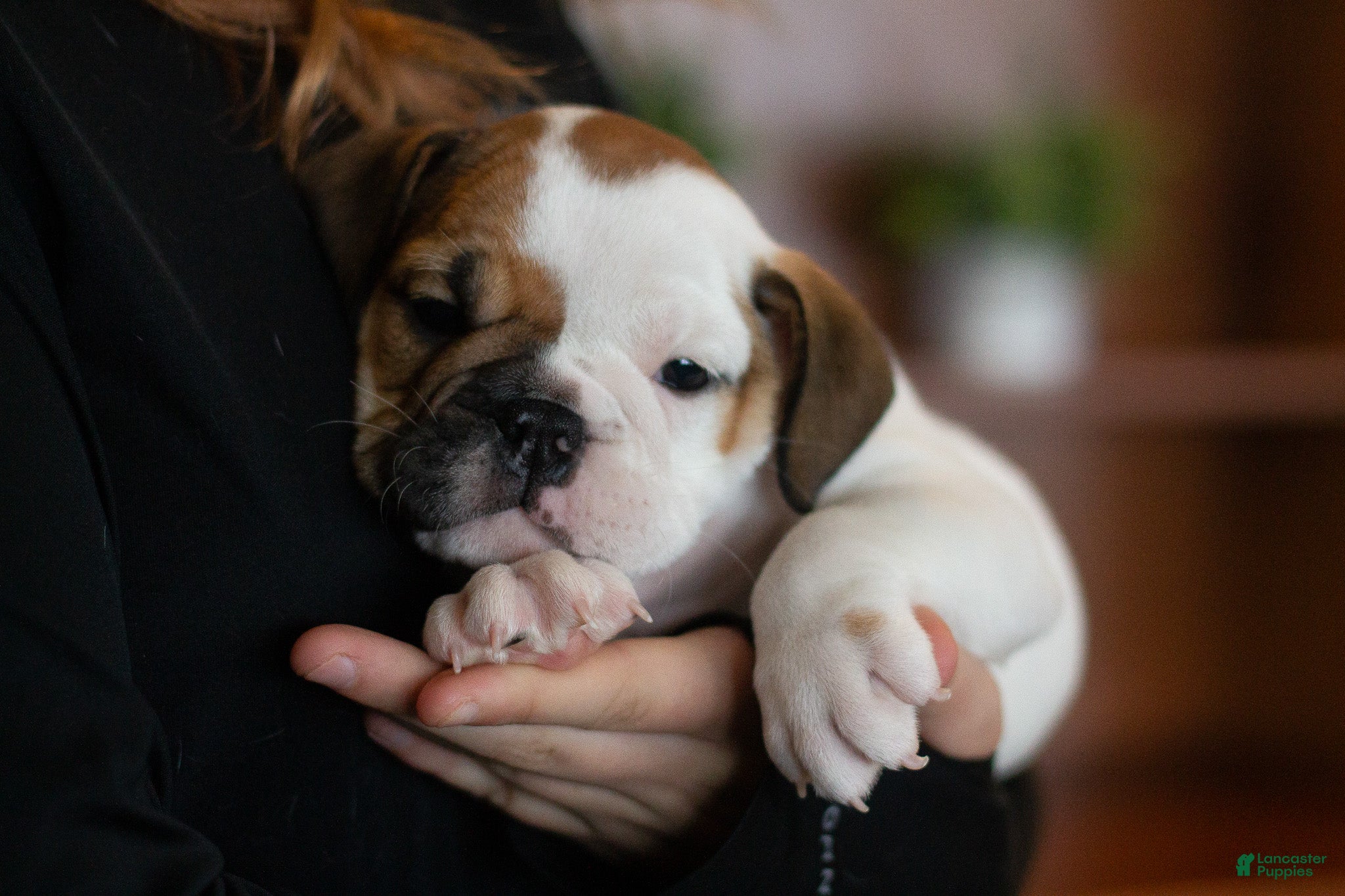 English Bulldog dogs Harley - Ad 2