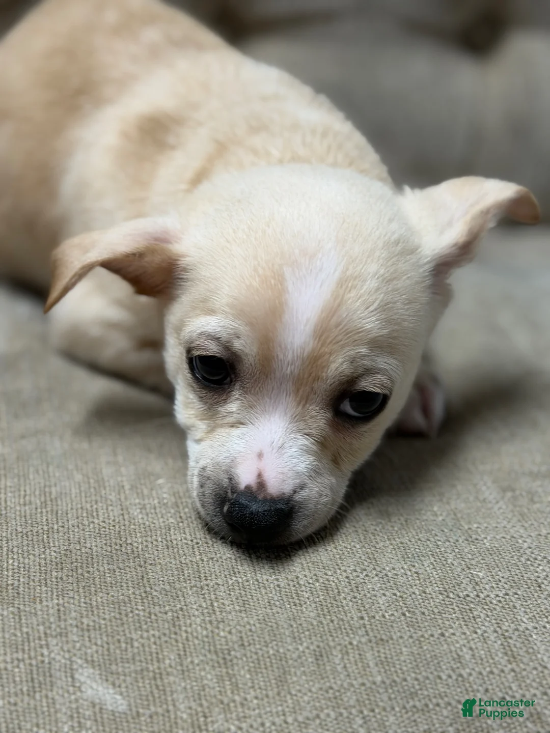 Mixed Breed dogs for sale: Mixed Breed Puppy 1 - Ad 3