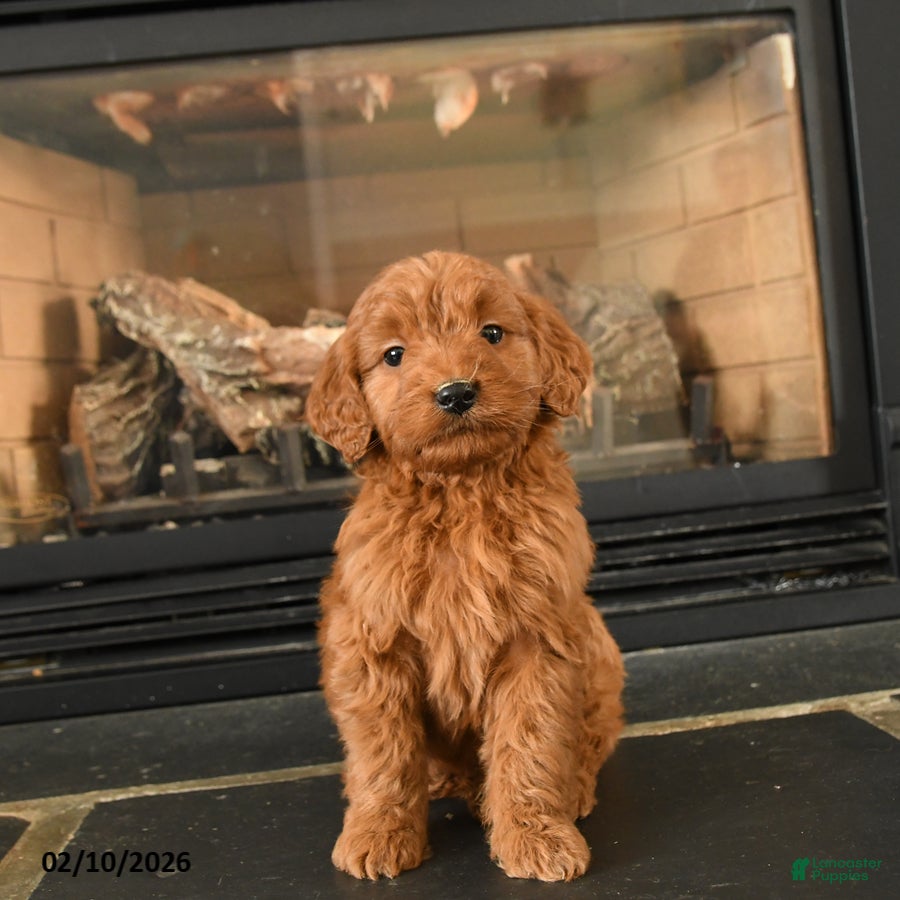 Mini Goldendoodle dogs Roo   - Ad 1