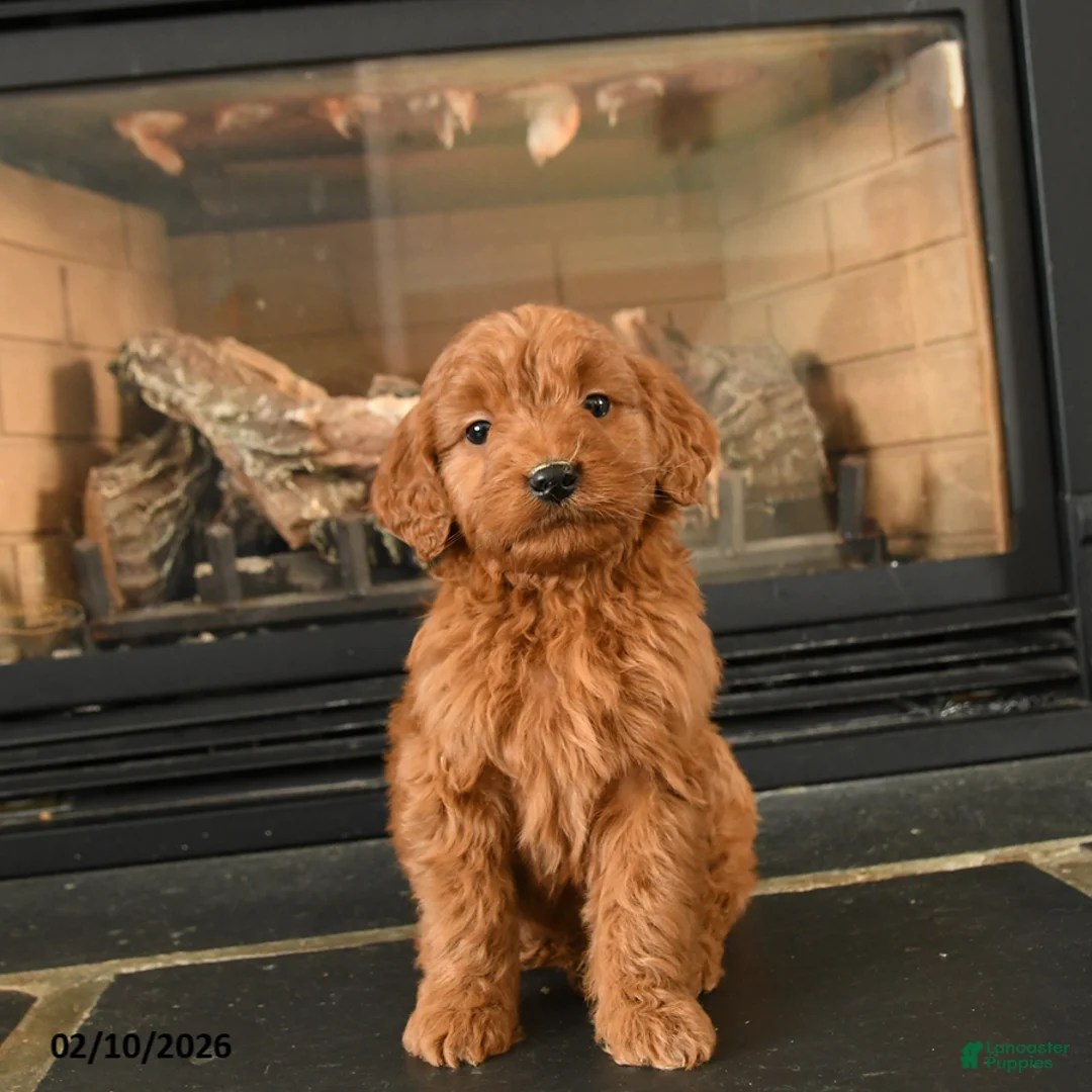 Mini Goldendoodle dogs for sale: Roo   - Ad 1