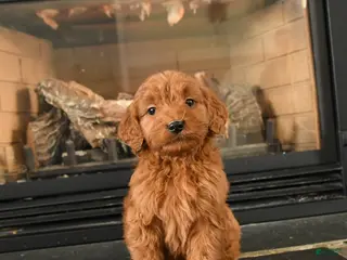 Mini Goldendoodle dogs for sale: Roo - Ad 1