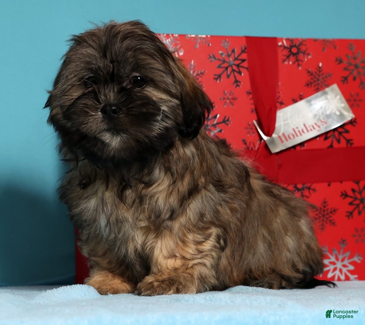 Teddy Bear dogs Comet - Ad 10