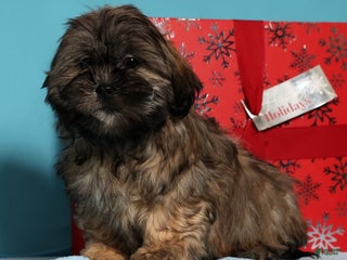 Teddy Bear dogs Comet - Ad 4