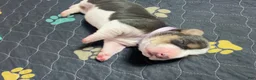 Basset Hound dogs for sale: Isabella- purple - Ad 4