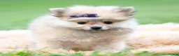 Pomeranian dogs for sale: Amelia - Ad 2