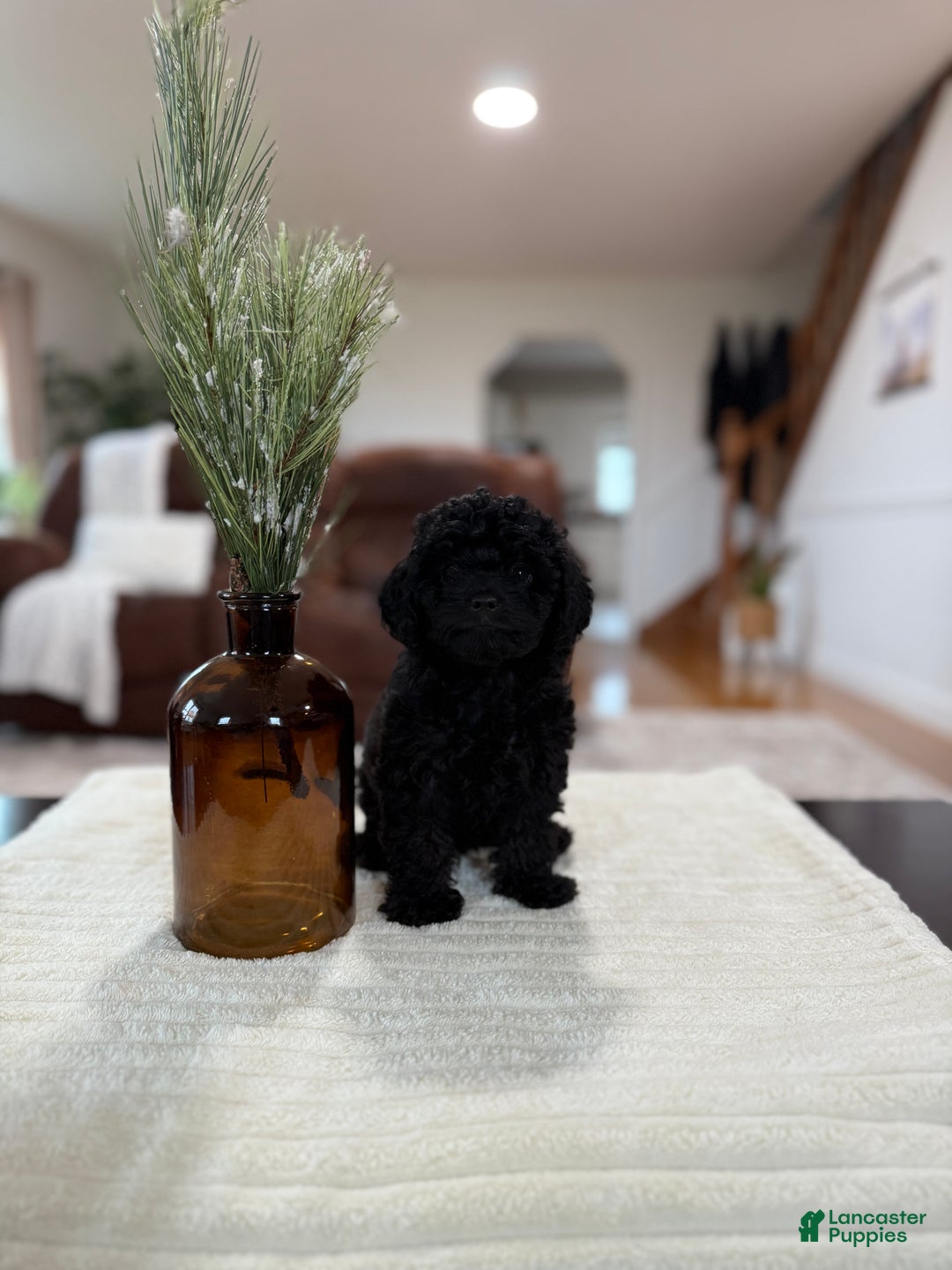 Maltipoo dogs for sale: Saddie  - Ad 2