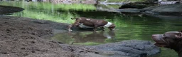 American Bully dogs for sale: Polaris - Ad 24