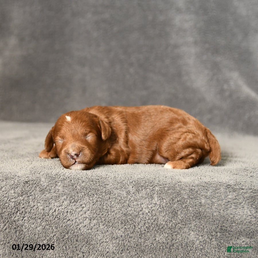 Toy Poodle dogs Joy - Ad 3