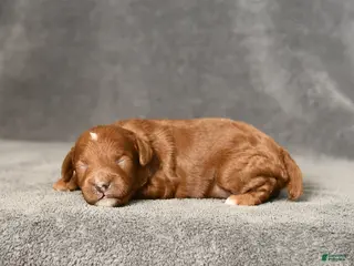 Toy Poodle dogs Joy - Ad 3