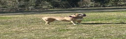 American Bully dogs for sale: American Bully Puppy 3 - Ad 3