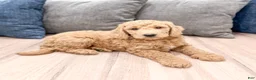 Mini Goldendoodle dogs for sale: Hank - Ad 7