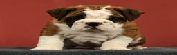 English Bulldog dogs for sale: Daisy - Ad 3