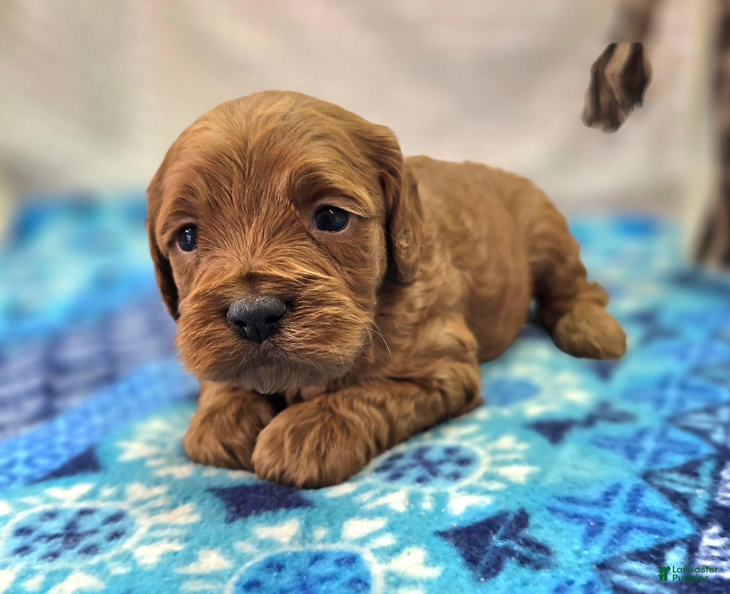 Cockapoo dogs Glaze - Ad 10