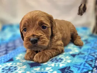 Cockapoo dogs Glaze - Ad 10