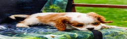Mixed Breed dogs for sale: Janie - Ad 8