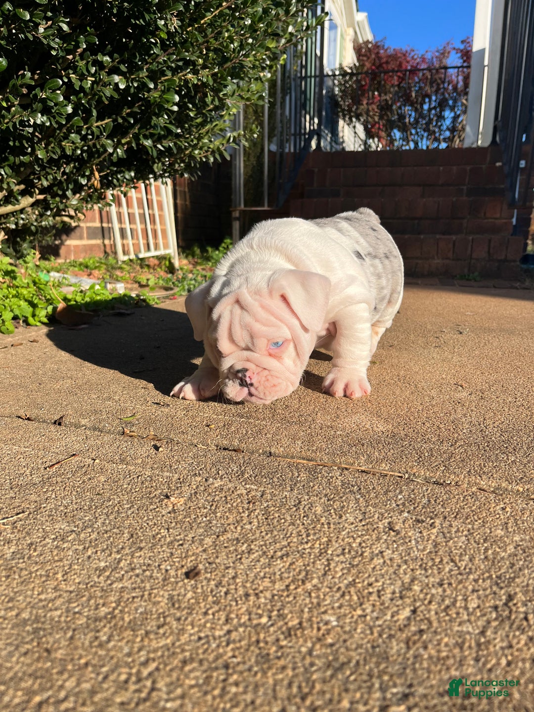 English Bulldog dogs for sale: Blueberry  - Ad 4