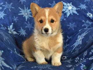 Welsh Corgi Pembroke dogs Tommy - Ad 8