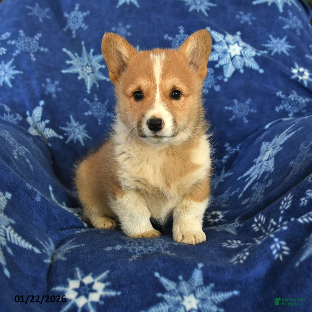 Welsh Corgi Pembroke dogs for sale: Tommy - Ad 1