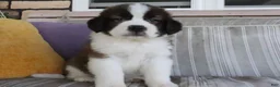Saint Bernard dogs for sale: Marissa - Ad 4