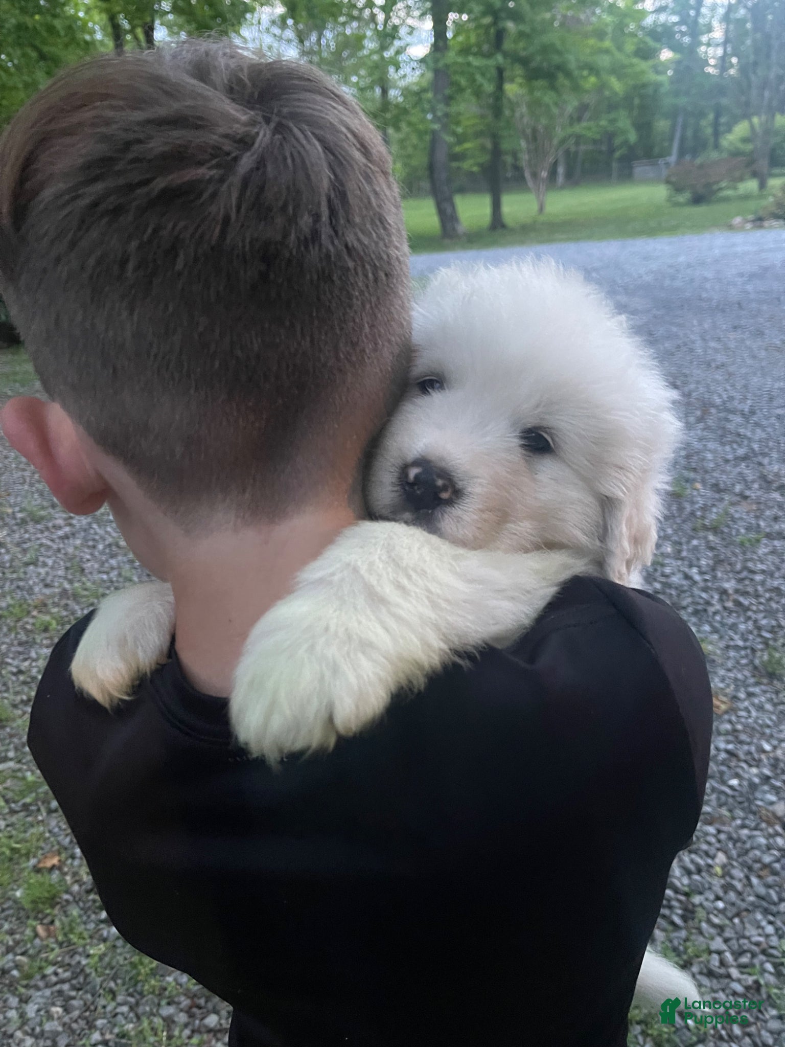 Great Pyrenees dogs Benjamin  - Ad 9