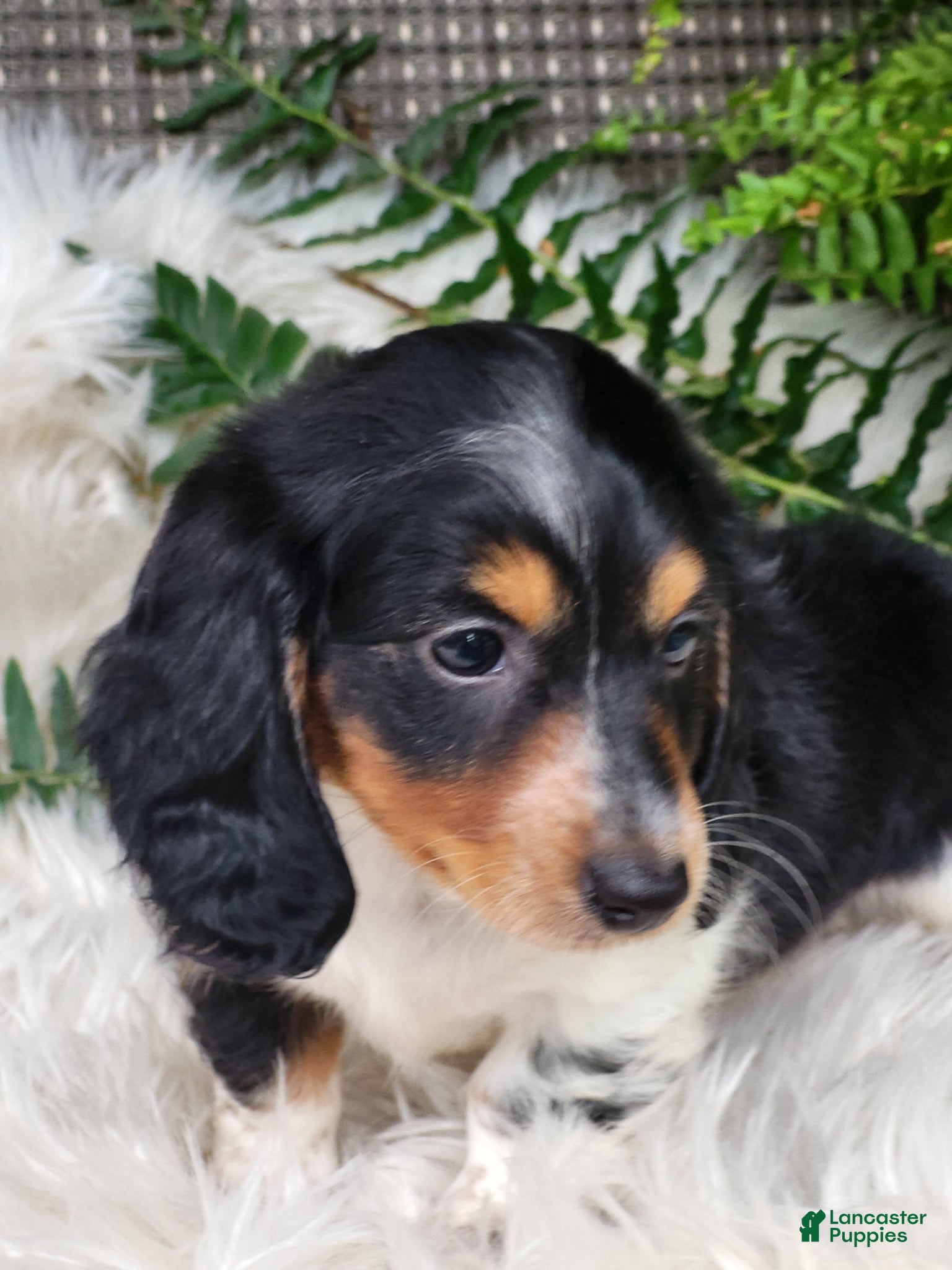 Miniature Dachshund dogs Hero - Ad 2