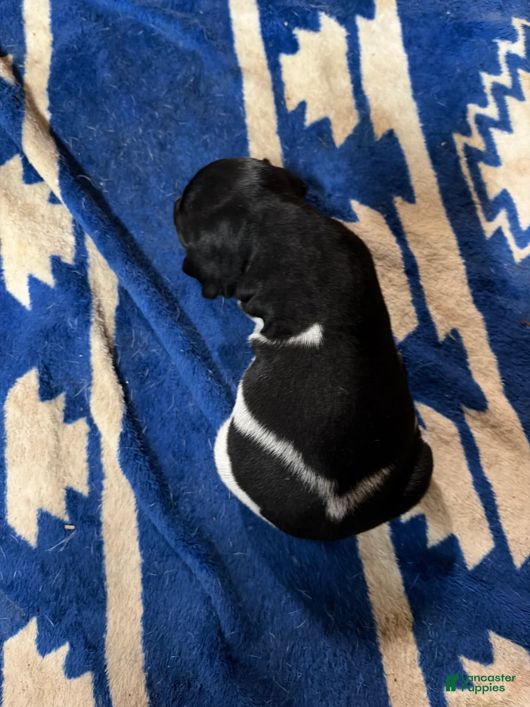 German Shorthaired Pointer dogs for sale: German Shorthaired Pointer 9 - Ad 1