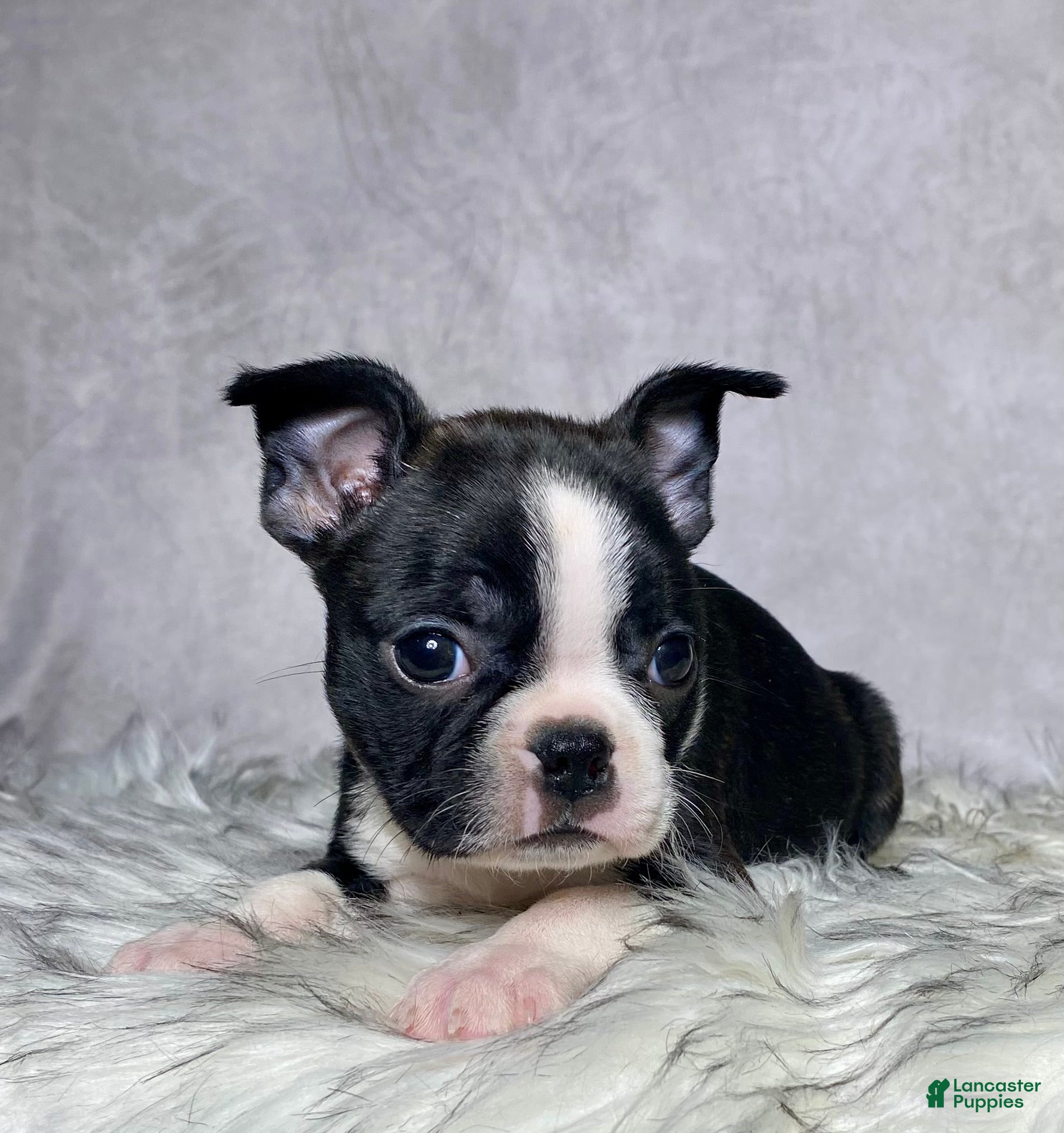 Boston Terrier dogs Miss Macy - Ad 2
