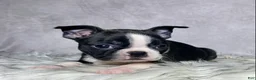 Boston Terrier dogs for sale: Miss Macy - Ad 2
