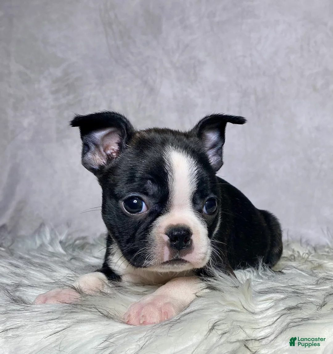 Boston Terrier dogs for sale: Miss Macy - Ad 2